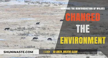 Wolves' Return: Transforming Ecosystems and Reviving Natural Balance