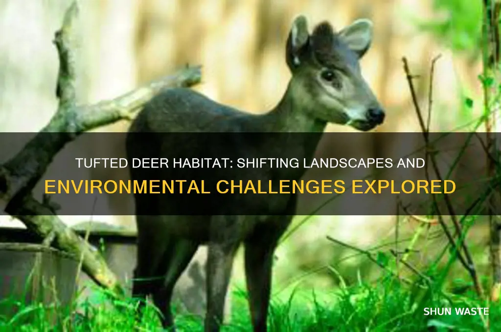 how has the tufted deers environment changed