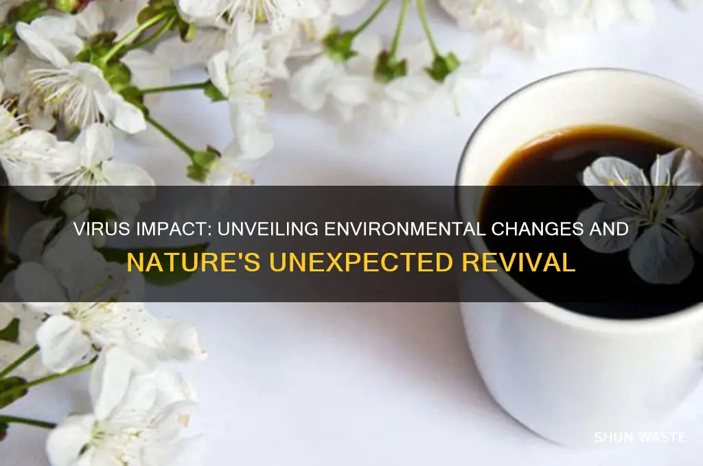 how has the virus affected our environment