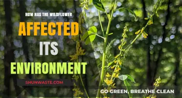 Wildflowers' Impact: Shaping Ecosystems and Enhancing Environmental Balance