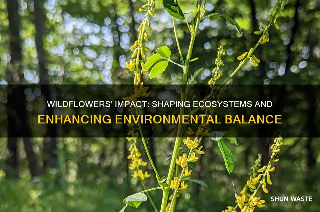 how has the wildflower affected its environment