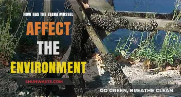 Zebra Mussels' Environmental Impact: Ecosystem Disruption and Ecological Consequences