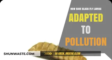 Black Fly Larvae: Pollution-Resistant Survivalists