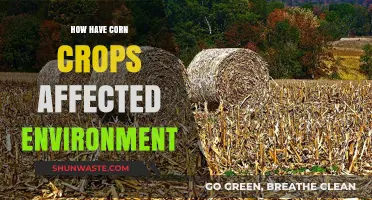 Corn's Environmental Impact: Cultivating Change or Sowing Destruction?
