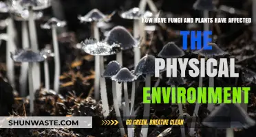 Fungi and Plants: Shaping Earth's Landscapes and Ecosystems Over Time