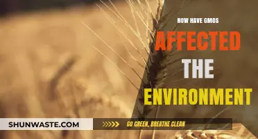 GMOs and the Environment: Impacts, Challenges, and Sustainable Solutions