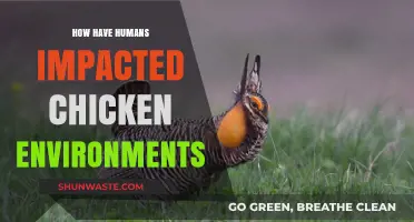 Human Influence on Chicken Habitats: Transforming Environments and Welfare