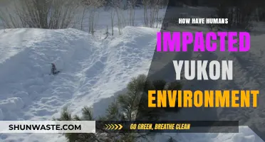 Human Impact on Yukon's Environment: Challenges and Conservation Efforts