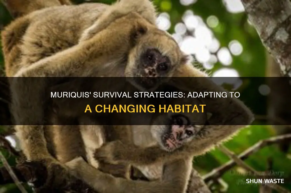 how have muriquis adapted to their changing environment