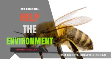 Honey Bees: Vital Pollinators Sustaining Ecosystems and Biodiversity