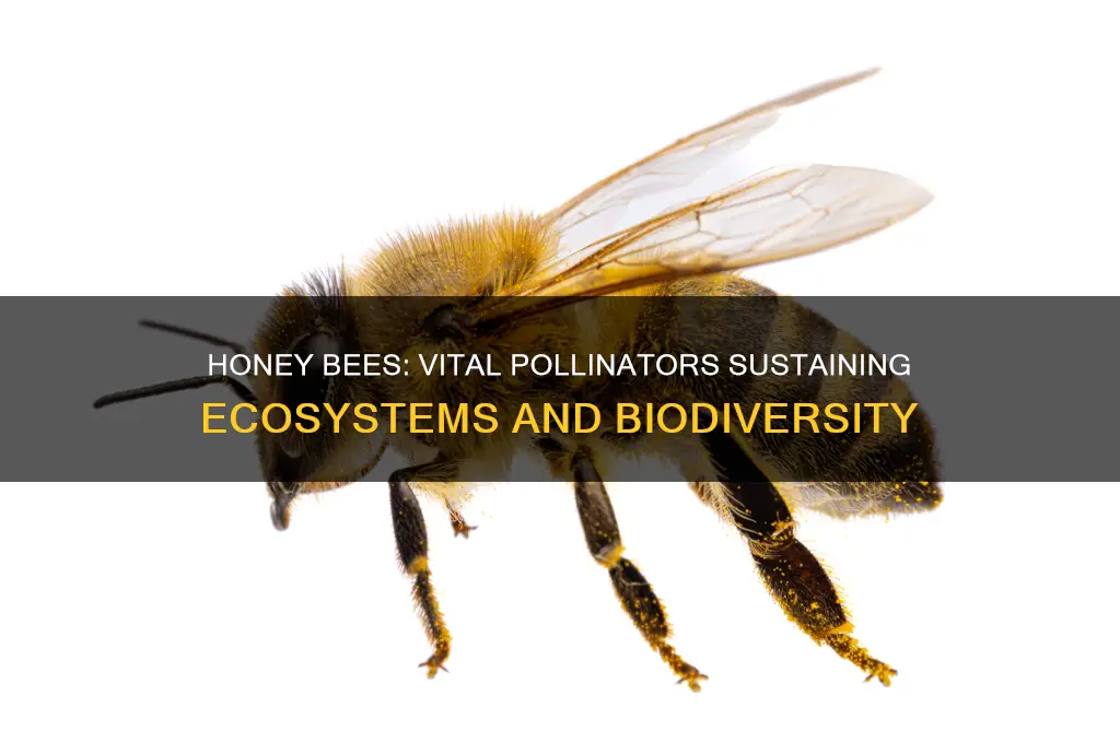 how honey bees help the environment
