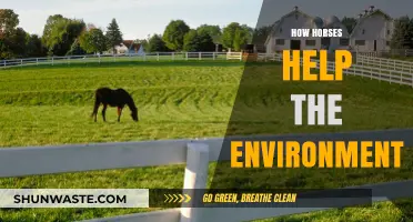 Horses' Eco-Friendly Impact: Sustainable Practices for a Greener Planet