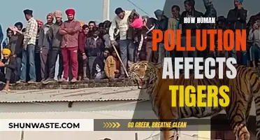 Human Pollution's Impact on Tigers: A Deadly Threat