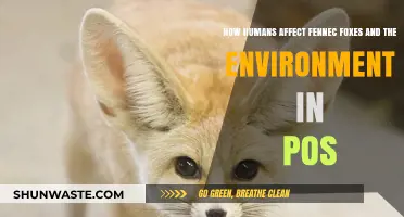 Human Impact on Fennec Foxes and Their Desert Ecosystem