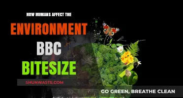 Human Impact on Environment: BBC Bitesize Explains Our Ecological Footprint