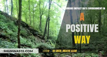 Positive Human Actions: Restoring and Protecting Bat Habitats for Survival