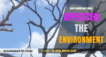 Hurricane Irma's Environmental Impact: Devastation, Recovery, and Ecosystem Changes