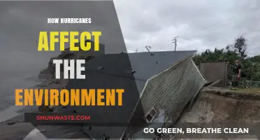 Hurricanes' Environmental Impact: Destruction, Recovery, and Ecosystem Changes Explained