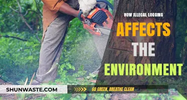 Illegal Logging's Devastating Impact: Environmental Consequences and Urgent Solutions