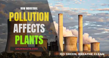 Industrial Pollution's Impact on Plant Life