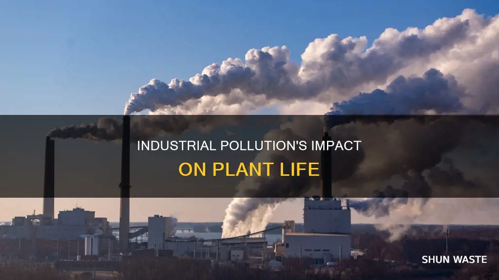 how industrial pollution affects plants