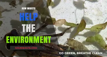 Insects' Vital Role: Boosting Ecosystems and Environmental Health Naturally