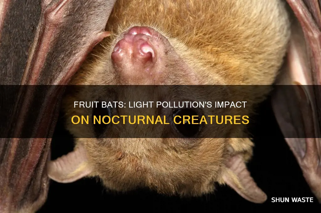 how is a fruit bat affected by light pollution