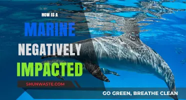 The Dark Side of Marine Life