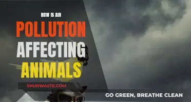 Air Pollution's Impact: Animals in Danger