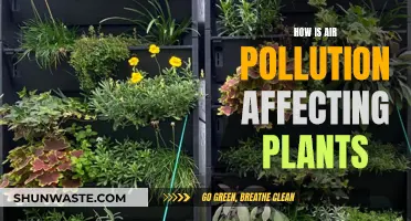 Air Pollution's Impact: Plants Under Threat