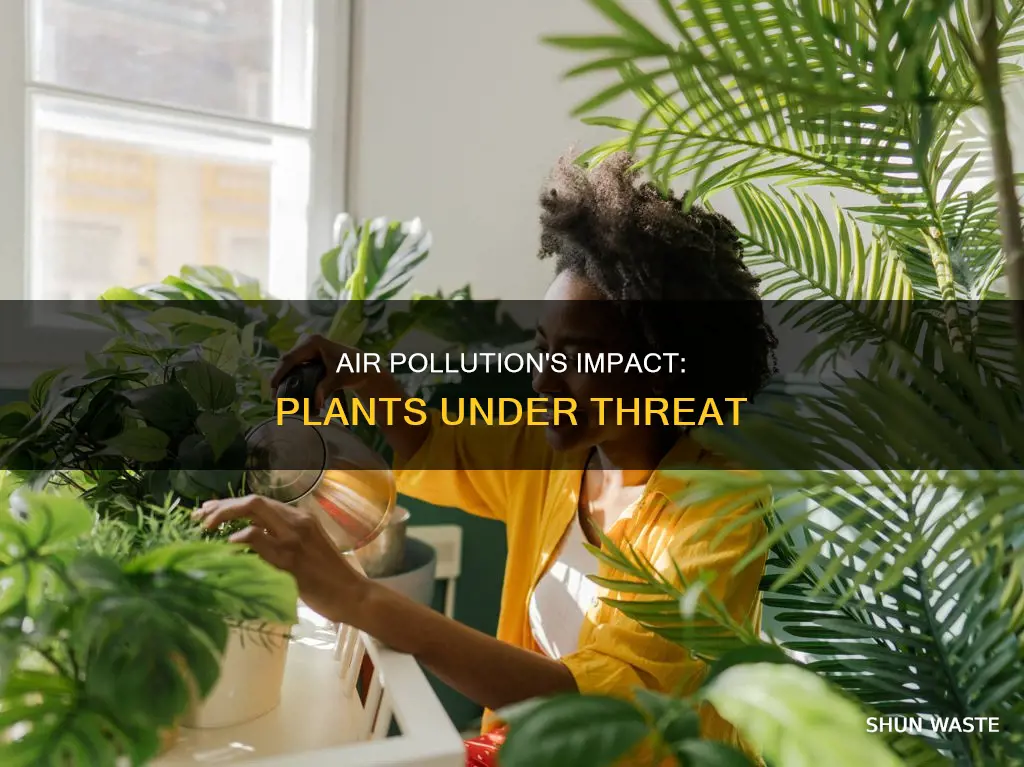 how is air pollution affecting plants