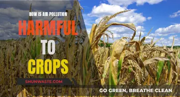 Air Pollution: A Silent Killer of Crops
