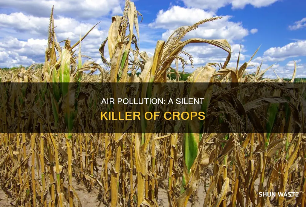 how is air pollution harmful to crops