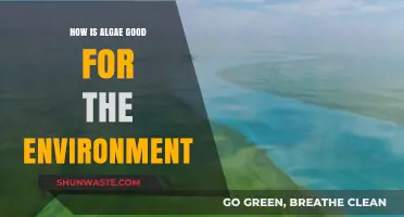 Algae's Eco-Friendly Impact: Boosting Biodiversity and Combating Climate Change