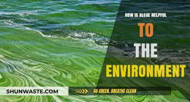 Algae's Eco-Friendly Impact: Boosting Oxygen, Carbon Sequestration, and Biodiversity