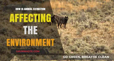 Animal Extinction's Devastating Impact on Ecosystems and Environmental Balance
