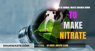Transforming Animal Waste into Nitrate: The Breakdown Process Explained