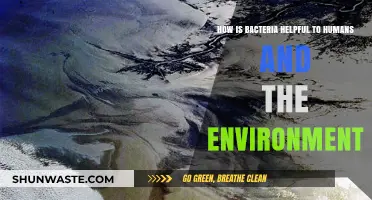 Bacteria's Surprising Benefits: Human Health and Environmental Allies