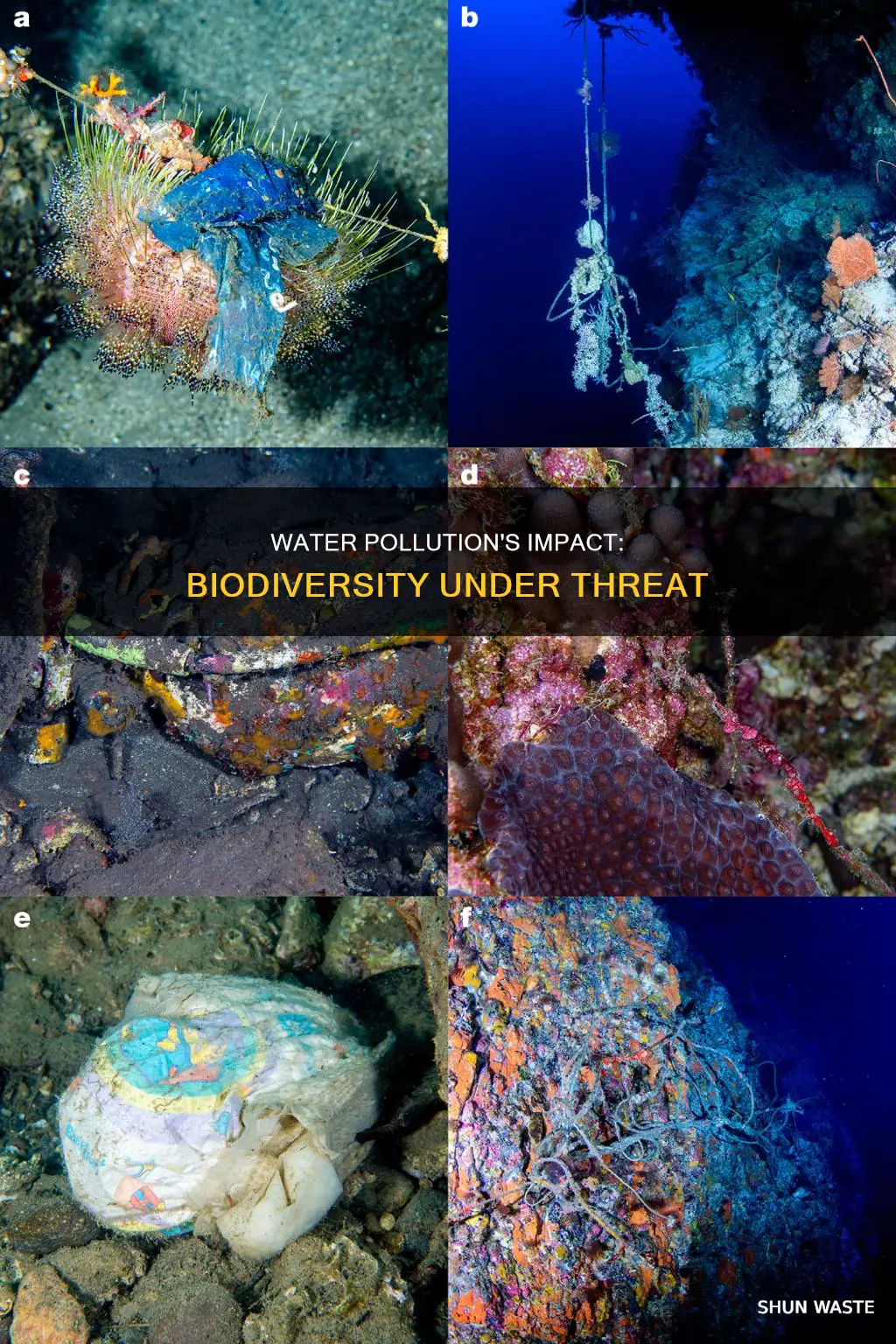 how is biodiversity affected by water pollution