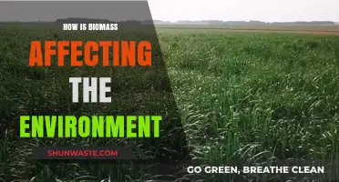 Biomass Impact: Environmental Effects and Sustainability Challenges Explored