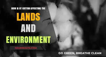 Bt Cotton's Impact: Land Degradation and Environmental Consequences Explored