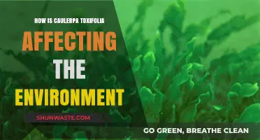 Caulerpa toxifolia: Environmental Impact and Ecosystem Disruption Explained