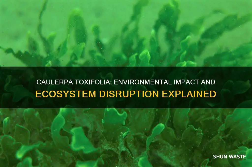 how is caulerpa toxifolia affecting the environment