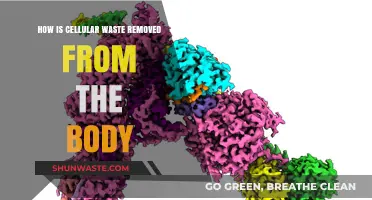 Cellular Waste Removal: How the Body Cleanses Itself Efficiently