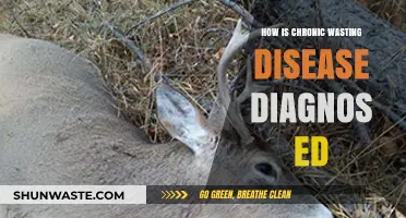 Diagnosing Chronic Wasting Disease: Methods, Challenges, and Accurate Detection