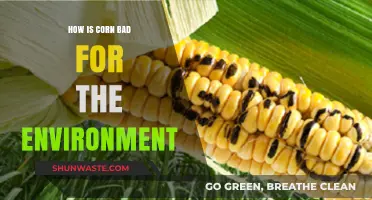 Corn's Environmental Impact: Uncovering the Hidden Costs of Cultivation