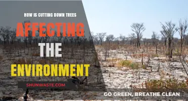 Deforestation's Devastating Impact: How Cutting Trees Harms Our Planet