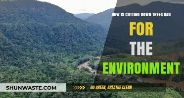 Deforestation's Devastating Impact: How Cutting Trees Harms Our Planet