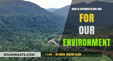Deforestation's Devastating Impact: How It Harms Our Environment and Future