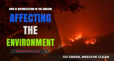 Amazon Deforestation: Devastating Impacts on Climate, Biodiversity, and Ecosystems